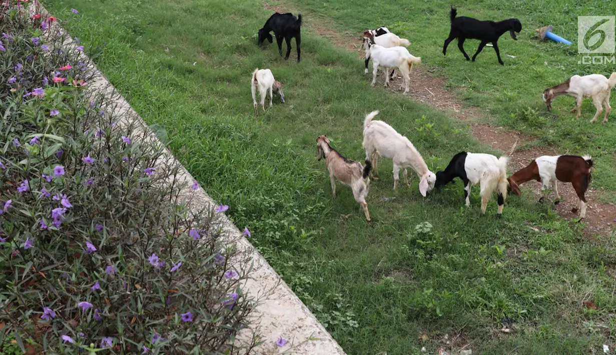 Kambing memakan rumput di bantaran Sungai Ciliwung, Jakarta, Rabu (7/11). Rumput yang menghijau di kawasan tersebut dimanfaatkan peternak untuk menggembalakan kambingnya. (Liputan6.com/Immanuel Antonius)