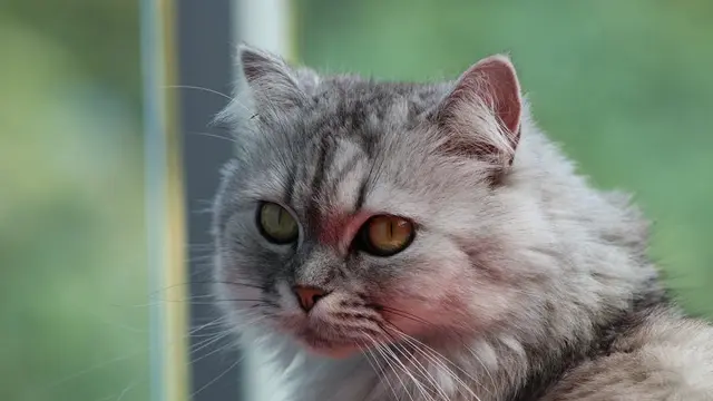 Viral kucing berduka dan diam di kuburan saudaranya berjam-jam.