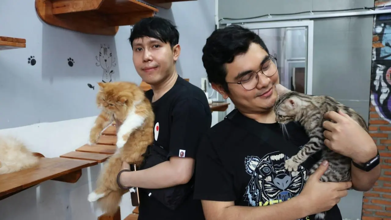 Bermain bersama kucing di kafe