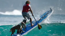 Chris de Aboitiz menerjang ombak dengan menggunakan papan selancar ditemani oleh kedua anjing peliharaannya di lepas pantai Palm, Sydney , (18/2). Millie (tengah) dan Rama adalah nama dari kedua anjing Chris. (REUTERS / Jason Reed)