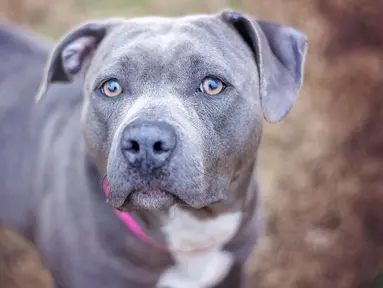 Warga Malang, Jawa Timur dihebohkan atas kematian seorang bocah delapan tahun yang ditemukan tewas karena gigitan anjing pitbull peliharaan keluarganya saat mengambil mainan. (istockphoto.com)