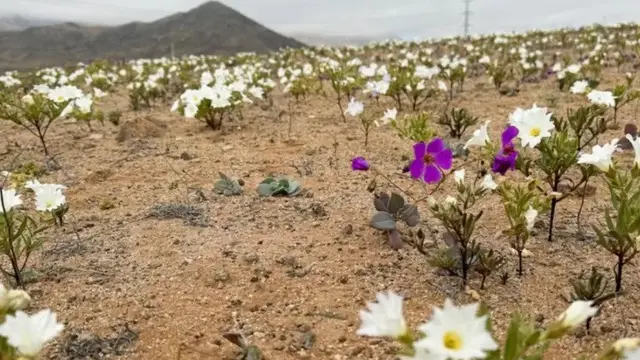 Bunga di Gurun Atacama