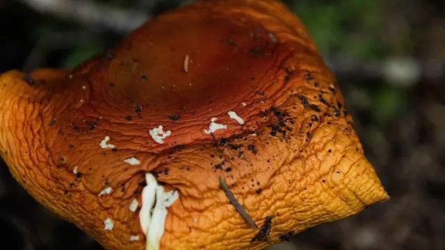 Ascomycota