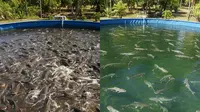 Ternak Lele vs Patin Mana Lebih Stabil? Tinjauan Modal dan Untungnya