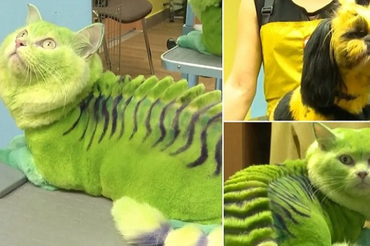 Pet salon Rusia