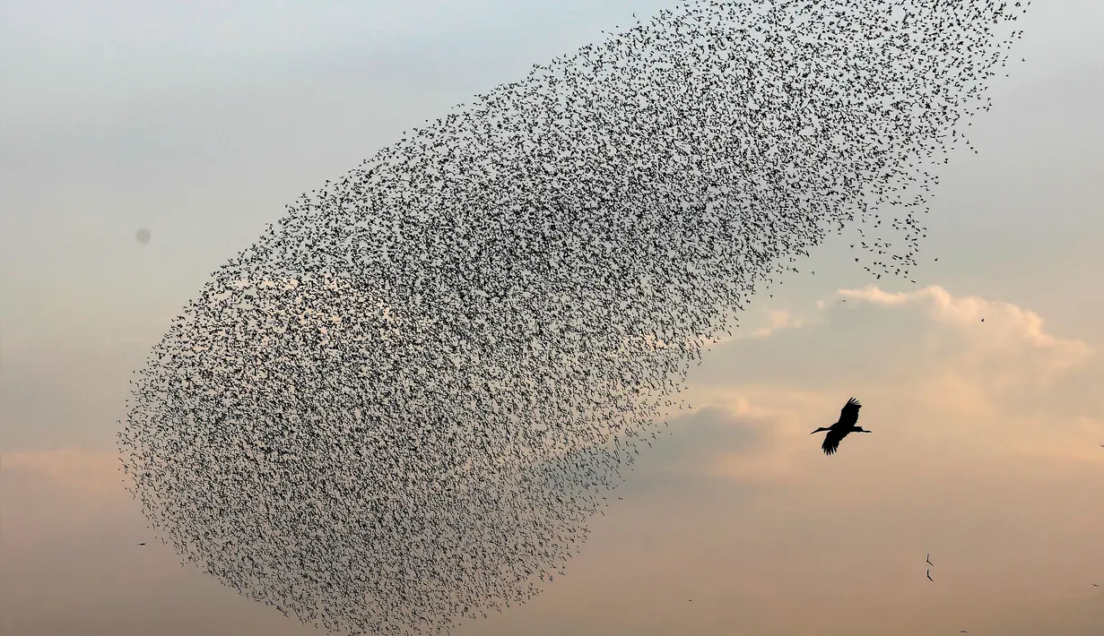 Gambar pada 2 Januari 2020, migrasi burung jalak terbang berkelompok di dekat bangau membentuk pola sebelum hinggap untuk beristirahat di wilayah Jordania, Tepi Barat. Fenomena ini disebut murmuration, yakni ketika kawanan besar burung migran membentuk pola penerbangan. (MENAHEM KAHANA/AFP)