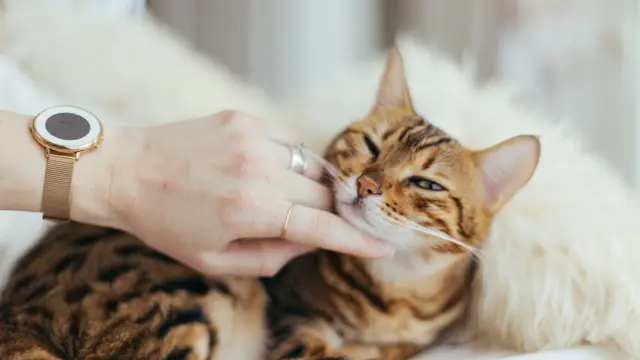 Do Cats Like Music?