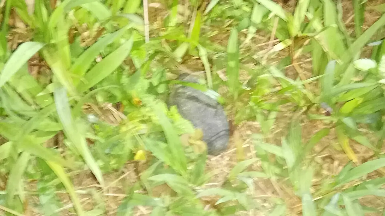 Nasib Pemancing yang Gosok-Gosok Granat Nanas Aktif