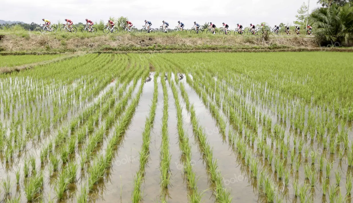 Areal persawahan pada etape ke-7 yang menempuh jarak sepanjang 133,8 km dari Sijunjung menuju Dharmasraya pada ajang Tour de Singkarak 2016, Jumat (12/8/2016). (Bola.com/Nicklas Hanoatubun)
