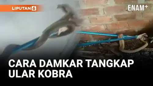 Tegang! Aksi Damkar Taklukkan Ular Kobra di Rumah Warga