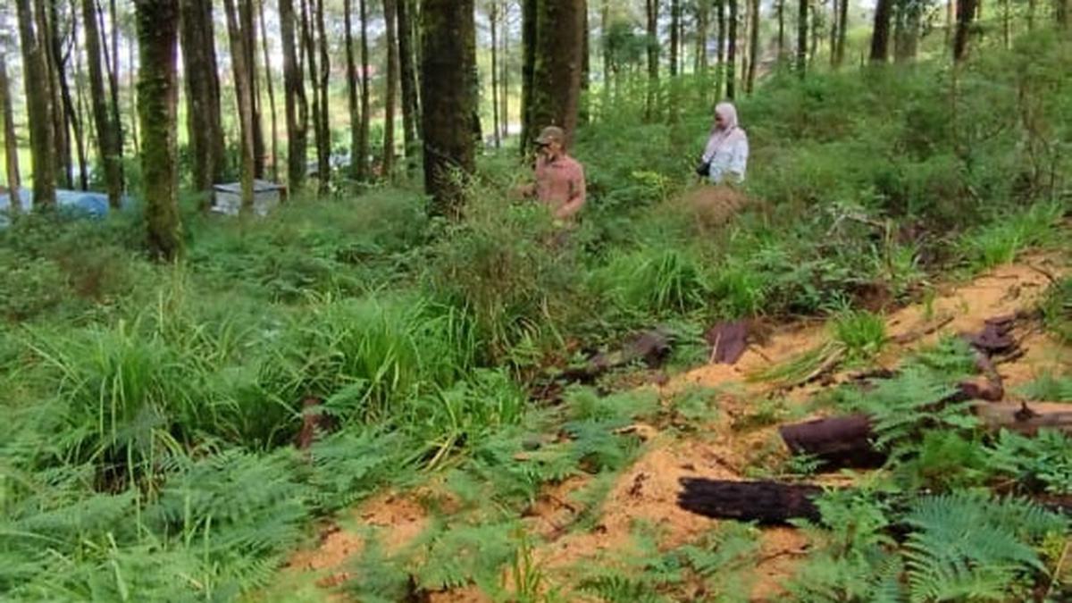 Dugaan Pembalakan Liar di Taman Wisata Alam Hutan Pinus Lembanna