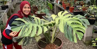 Meisya Siregar, menjadi salah satu artis yang juga gemar merawat tanaman hias. Selama pandemi yang sudah hampir setahun ini, Meisya memilih untuk berkebun saja saat mengisi waktu luang di rumah saja. (Instagram/meisya_siregar)