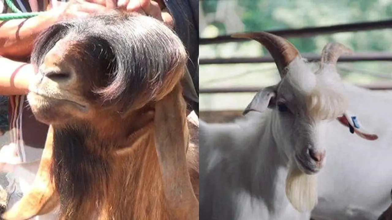 6 Gaya Rambut Kambing Ini Badai Banget, Bikin Ngakak