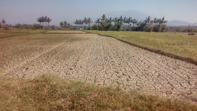 Ratusan hektar lahan pertanian di kawasan Wanaraja, wilayah Garut Utara mulai mengalami kekeringan akibat musim kemarau berkepanjangan (Liputan6.com/Jayadi Supriadin)
