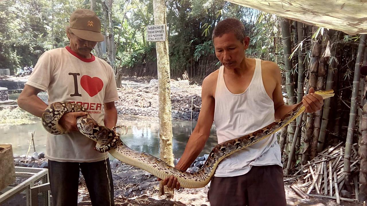 Dua Ekor Ular Piton Muncul di Kawasan Telaga Purba Wendit Malang