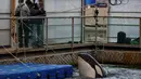 Paus orca muncul ke permukaan saat sejumlah ilmuwan mengunjungi fasilitas penampungan di Primorsky, Rusia, Minggu (7/4). Paus-paus yang ada di fasilitas ini ditangkap tahun lalu di Laut Okhotsk. (Press Service of Administration of Primorsky Krai/Alexander Safronov/Handout via Reuters)