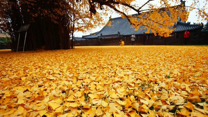 'Lautan Emas' dari Pohon Berusia 1.400 Tahun