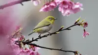 Seekor burung Pleci Jepang (Zosterops Japonicus) bertengger di sebuah pohon di Taipe, Kamis (9/3). Burung Pleci Jepang sering disebut juga sebagai Burung Kacamata. (AFP PHOTO / Sam YEH)