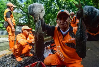 Sebagai informasi, ikan sapu-sapu dikenal sebagai spesies invasif yang berpotensi mengganggu keseimbangan ekosistem. Tampak dalam foto, Petugas Penanganan Prasarana dan Sarana Umum (PPSU) menunjukkan ikan sapu-sapu di kawasan Setu Babakan, Jakarta Selatan, Jumat (17/4/2026). (merdeka.com/Arie Basuki)
