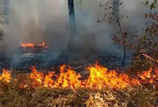Ilustrasi kebakaran lahan dn hutan (Istimewa)