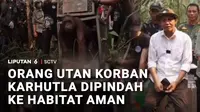 Ada dua orang utan yang dievakuasi dari kawasan kebakaran hutan dan lahan di Ketapang, Kalimantan Barat, dilepasliarkan ke habitat baru yang lebih aman. Sebelumnya, keduanya telah menjalani perawatan dan pemeriksaan kesehatan di pusat rehabilitasi.