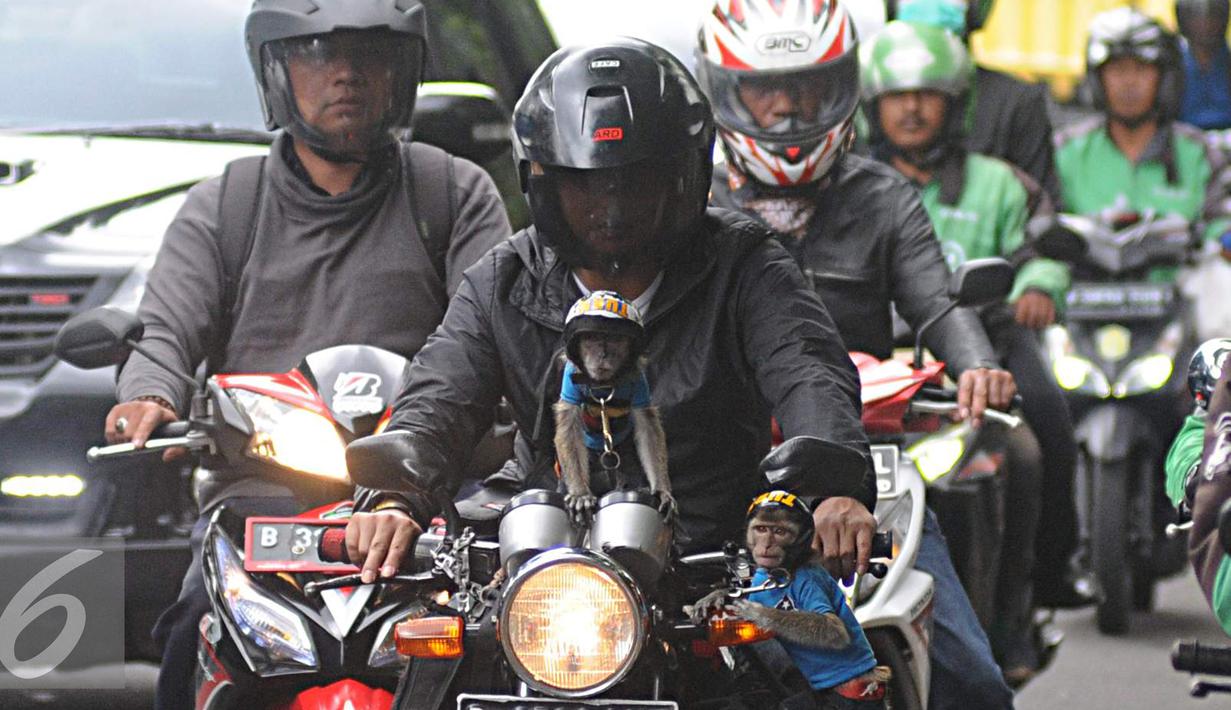Seorang warga mengendarai motor bersama dua ekor monyet peliharaanya di kawasan Senayan, Jakarta, Kamis (1/12). Kemampuannya beradaptasi membuat monyet ekor panjang terbiasa dengan kehadiran manusia sehingga banyak dipelihara. (Liputan6.com/Helmi Affandi)