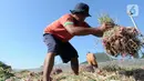 Petani menjemur bawang merah hasil panen di kawasan Leces Probolinggo, Jawa Timur, Minggu (29/8/2021). Turunnya harga bawang merah disebabkan melimpahnya hasil panen para petani dari berbagai kawasan di Pulau Jawa. (merdeka.com/Arie Basuki)