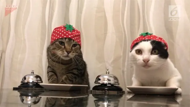 2 ekor kucing berlomba memesan makan malam dengan memencet sebuath bel.