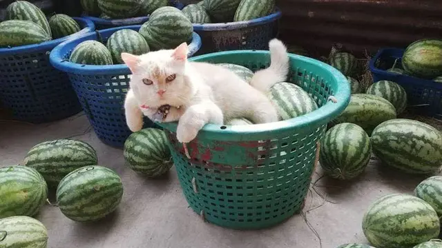 Punya Tampang Judes, Kucing Penjaga Semangka Ini Malah Disukai Netizen