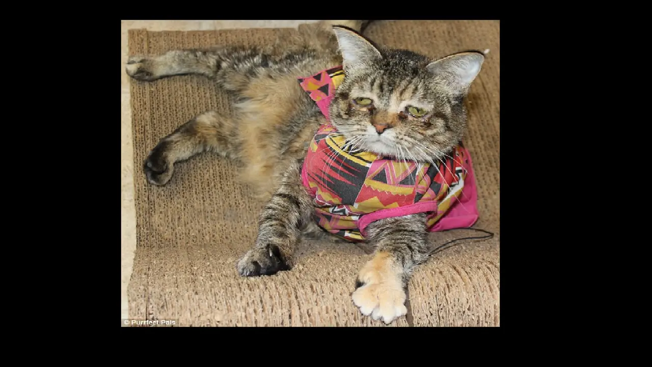 Kisah Hidup Tucker Si Kucing Malang Bermuka Sedih
