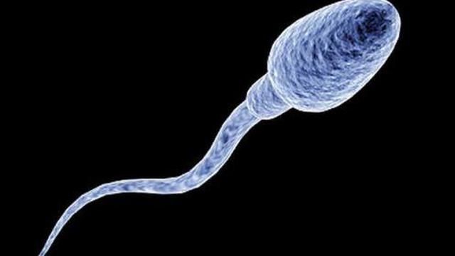 Image result for sperm