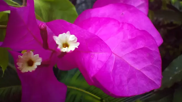 Hasil foto Oppo Reno7 Z 5G dengan kamera makro (Liputan6.com/Giovani Dio Prasasti)