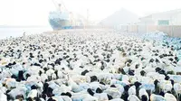 Arab Saudi Impor 2 Juta Domba Selama Musim Haji