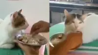 Viral Video Kucing Makan Disuapi Bak Manusia, Bikin Heran Warganet. (Sumber: Twitter/@KancutMeleduk)