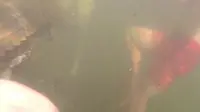 Satu keluarga ini tak sadar mereka berenang di sarang buaya sampai salah satu anak terluka