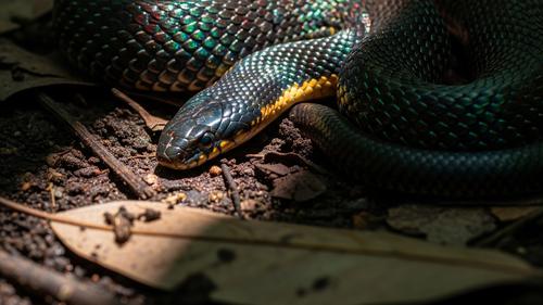 Lolilar porno rasmlar