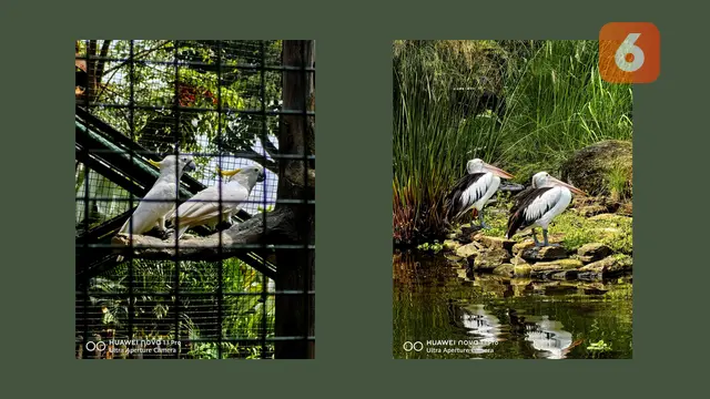 Foto Burung Kaka Tua & Pelican, Dengan Kamera Huawei Nova 13 Pro. Liputan6.com/Reanthonio Oktovier Sinanu