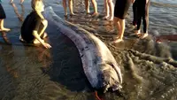 Penampakan oarfish diyakini sebagai pertanda gempa bumi. (Foto: Mark Bussey / AP)