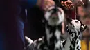 Seekor dalmatian berkompetisi dalam Breed Judging saat pertunjukan anjing Westminster Kennel Club di New York, Senin (11/2). Westminster Kennel Club Dog Show ini diikuti ribuan anjing lucu dari 50 negara bagian di AS. (Sarah Stier/Getty Images/AFP)