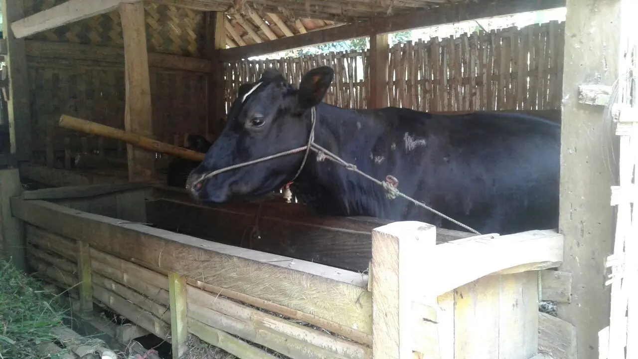 Sapi Idhul Adha