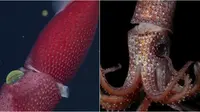 Fakta Unik Spesies Cumi Strawberry, Si Cantik Berbintik yang Pandai Menyamar