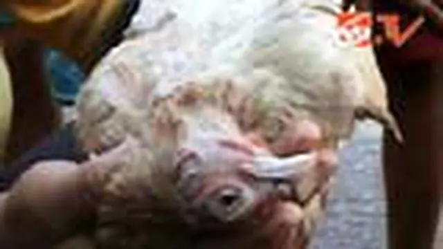 Si Ayam Betina Unik dari Makassar