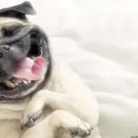 Kamu bakalan nyengir seharian lihat hasil fotografi hewan lucu yang dijepret pas banget! Seperti apa sih? Lihat yuk ah!