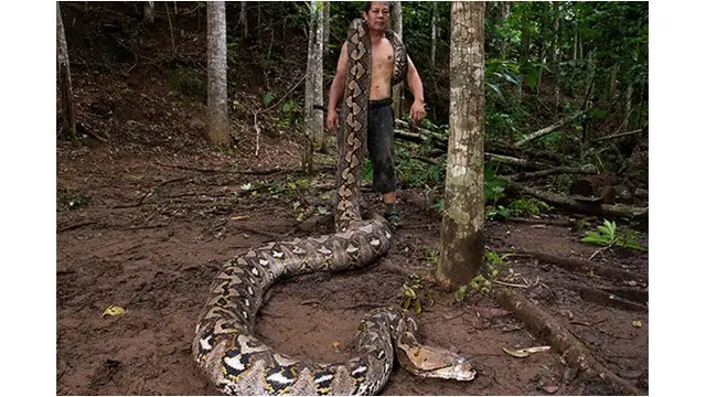 Ular Terpanjang di Dunia Ditemukan di Sulawesi, Panjangnya Hampir 8 Meter