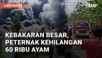 Kebakaran besar meludeskan kandang berisi 60 ribu ekor anak ayam. Insiden ini terjadi di Desa Pulosari, Ngunut Tulungagung