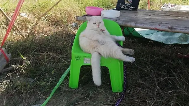 Punya Tampang Judes, Kucing Penjaga Semangka Ini Malah Disukai Netizen