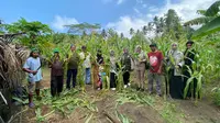 Panen perdana jagung dua tongkol ini sukses dilakukan di lahan demplot Kelompok Penerima Bantuan (KPB) Totari Laha, Desa Bobojiko, Halmahera Barat. (Ist).