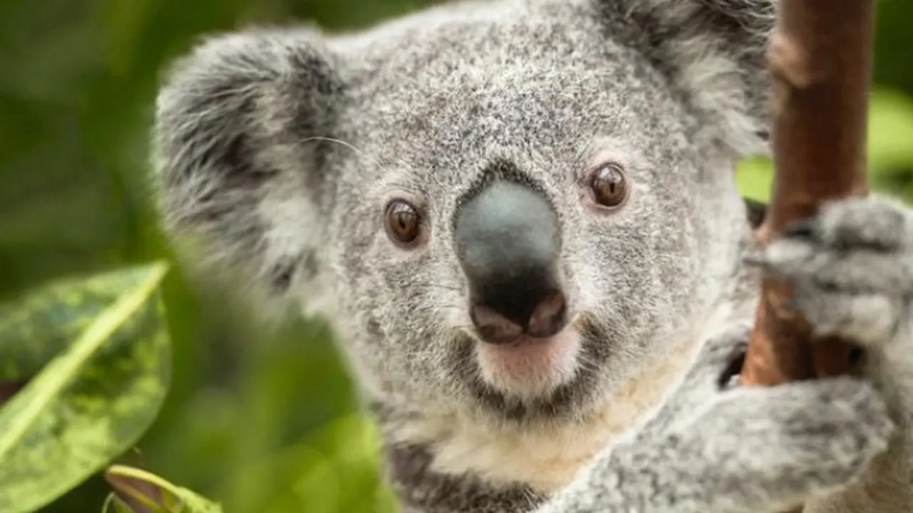 Koala Oobi-Ooobi Ini Siap Jadi Peramal Hasil Sepak Bola | Foto : mdr.de