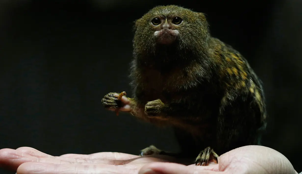Seekor Pigmi  Marmoset terlihat di Hong Kong Ocean Park, Hong Kong , Cina, (2/2). Marmoset merupakan monyet terkecil di dunia, hal ini dilakukan karena bertepatan dengan tahun baru Cina yang bershio monyet. (REUTERS / Bobby Yip)