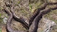 Viral Temuan Dua Ular Piton Raksasa Betina Sedang Hamil, Geger Bawa 70 Telur